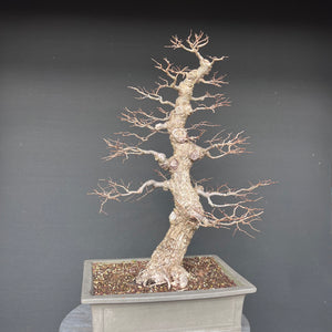 Bonsai Ulme / Ulmus minor