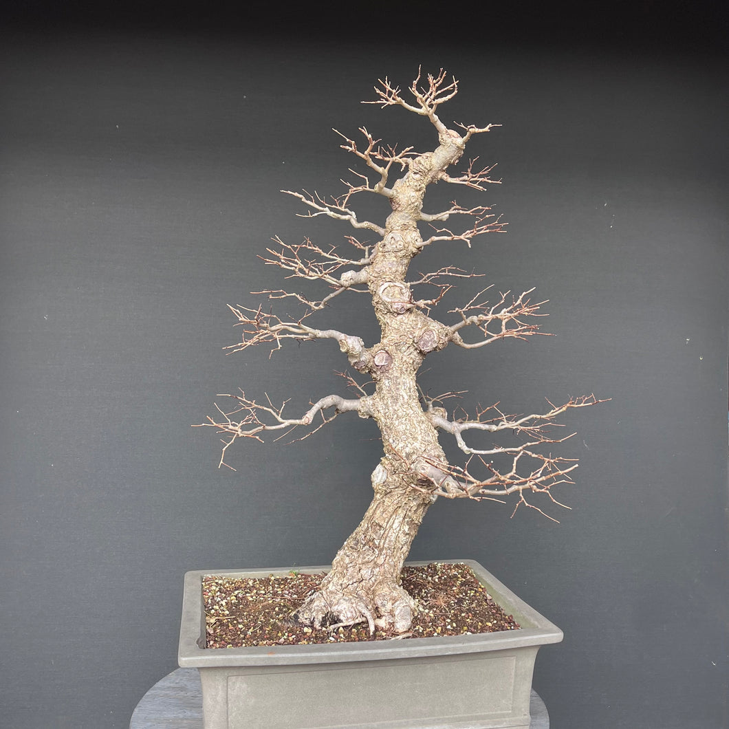 Bonsai Ulme / Ulmus minor