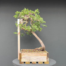 Lade das Bild in den Galerie-Viewer, Sabina Wacholder / Juniperus sabina
