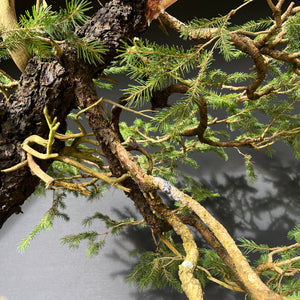 Yamadori Fichte / Picea abies