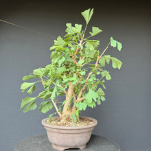 Lade das Bild in den Galerie-Viewer, Ginkgo biloba
