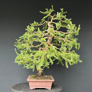 Bonsai Fichte / Picea abies