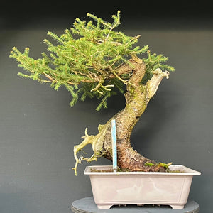 Yamadori Fichte / Picea abies