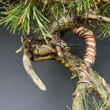Lade das Bild in den Galerie-Viewer, Europäische Lärche / Larix Decidua
