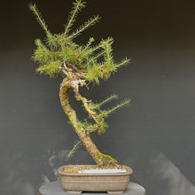 Lade das Bild in den Galerie-Viewer, Europäische Lärche / Larix Decidua

