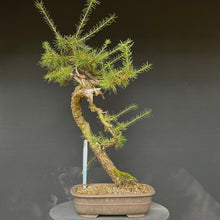 Lade das Bild in den Galerie-Viewer, Europäische Lärche / Larix Decidua
