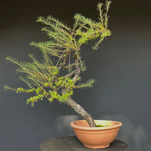 Europäische Lärche / Larix Decidua