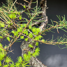 Lade das Bild in den Galerie-Viewer, Europäische Lärche / Larix Decidua
