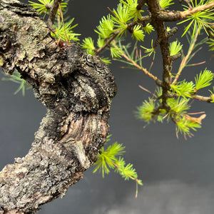 Europäische Lärche / Larix Decidua