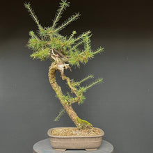 Lade das Bild in den Galerie-Viewer, Europäische Lärche / Larix Decidua
