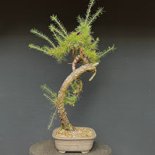 Lade das Bild in den Galerie-Viewer, Europäische Lärche / Larix Decidua
