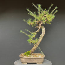 Lade das Bild in den Galerie-Viewer, Europäische Lärche / Larix Decidua
