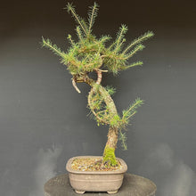 Lade das Bild in den Galerie-Viewer, Europäische Lärche / Larix Decidua
