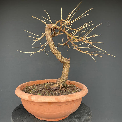 Europäische Lärche / Larix Decidua-Rohmaterial-Yamadori-Bonsai Gilde