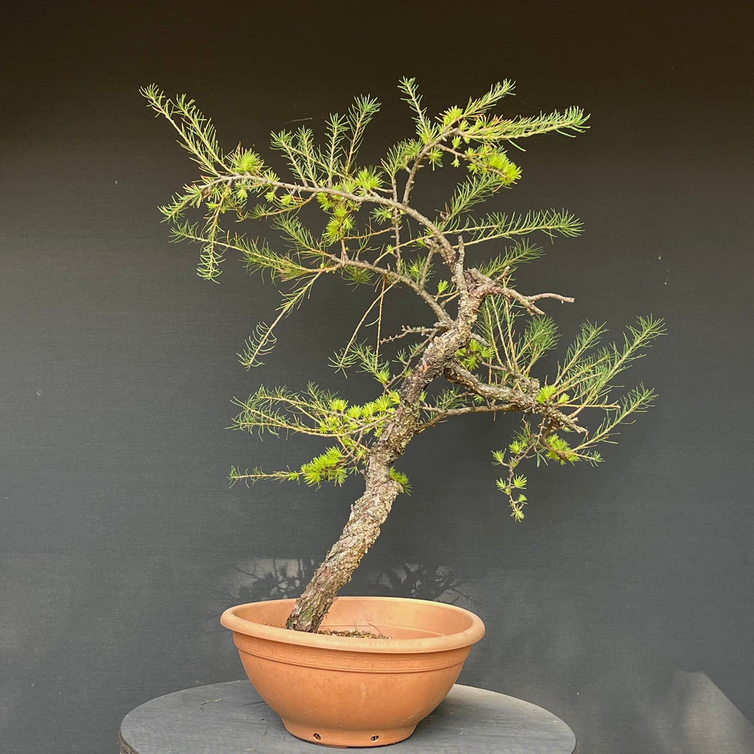 Europäische Lärche / Larix Decidua