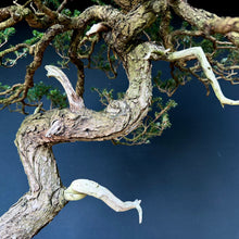 Lade das Bild in den Galerie-Viewer, Japanische Hemlocktanne / Tsuga diversifolia
