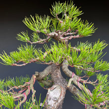 Lade das Bild in den Galerie-Viewer, Bonsai Kiefer
