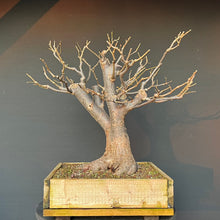 Lade das Bild in den Galerie-Viewer, Bonsai Winterlinde / Tilia cordata
