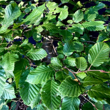 Lade das Bild in den Galerie-Viewer, Gemeine Hainbuche / Carpinus betulus
