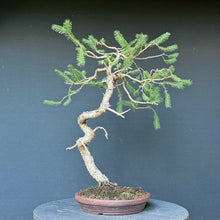 Lade das Bild in den Galerie-Viewer, Fichte / Picea abies
