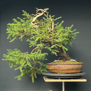 Yamadori Fichte / Picea abies