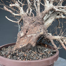 Lade das Bild in den Galerie-Viewer, Orientalische Hainbuche / Carpinus orientalis
