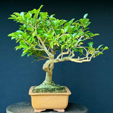 Lade das Bild in den Galerie-Viewer, Magnolie / Magnolia
