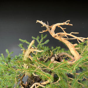 Yamadori Fichte / Picea abies