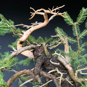 Yamadori Fichte / Picea abies