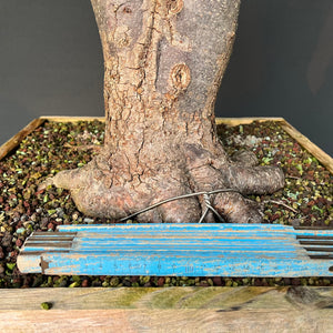 Bonsai Winterlinde / Tilia cordata