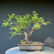 Lade das Bild in den Galerie-Viewer, Kirschpflaume / Prunus cerasifera
