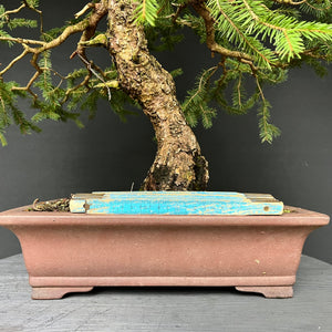 Bonsai Fichte / Picea abies