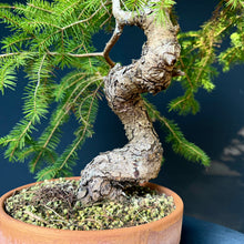 Lade das Bild in den Galerie-Viewer, Fichte / Picea abies
