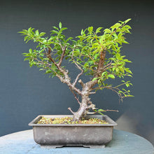 Lade das Bild in den Galerie-Viewer, Kirschpflaume / Prunus cerasifera
