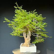 Lade das Bild in den Galerie-Viewer, Orientalische Hainbuche / Carpinus orientalis

