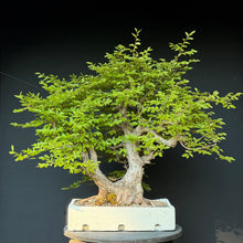 Lade das Bild in den Galerie-Viewer, Orientalische Hainbuche / Carpinus orientalis
