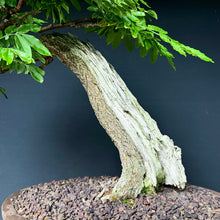 Lade das Bild in den Galerie-Viewer, Blauregen / Wisteria
