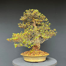 Lade das Bild in den Galerie-Viewer, Bonsai Satsuki Azalee / Rhododendron indicum
