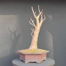 Lade das Bild in den Galerie-Viewer, Ginkgo biloba
