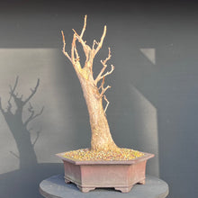 Lade das Bild in den Galerie-Viewer, Ginkgo biloba
