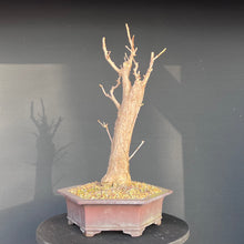 Lade das Bild in den Galerie-Viewer, Ginkgo biloba
