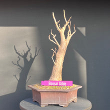 Lade das Bild in den Galerie-Viewer, Ginkgo biloba
