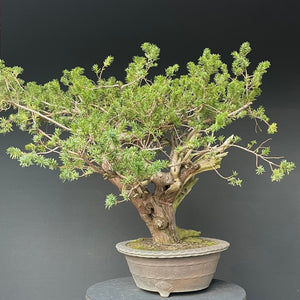 Japanische Eibe / Taxus cuspidata-Rohmaterial-Yamadori-Bonsai Gilde