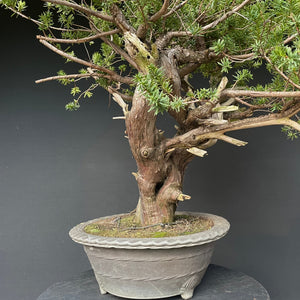 Japanische Eibe / Taxus cuspidata-Rohmaterial-Yamadori-Bonsai Gilde