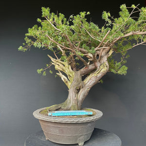 Japanische Eibe / Taxus cuspidata-Rohmaterial-Yamadori-Bonsai Gilde