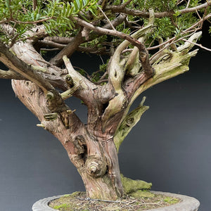 Japanische Eibe / Taxus cuspidata-Rohmaterial-Yamadori-Bonsai Gilde