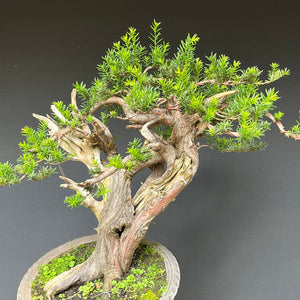 Japanische Eibe / Taxus cuspidata