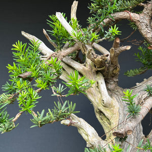 Japanische Eibe / Taxus cuspidata