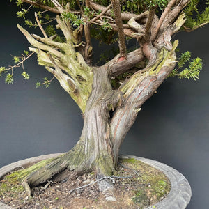 Japanische Eibe / Taxus cuspidata-Rohmaterial-Yamadori-Bonsai Gilde