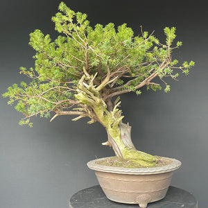 Japanische Eibe / Taxus cuspidata-Rohmaterial-Yamadori-Bonsai Gilde